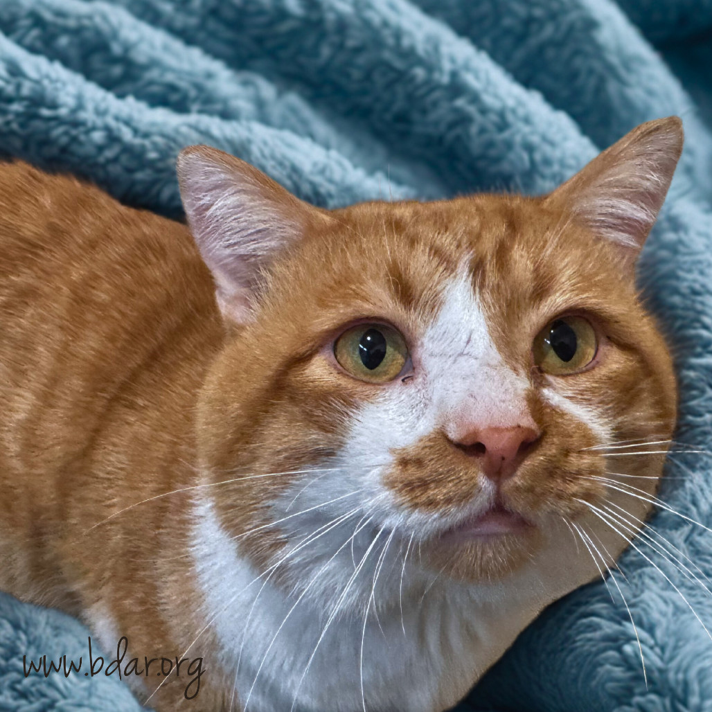 Sunny, an adoptable Domestic Short Hair in Cheyenne, WY, 82009 | Photo Image 1