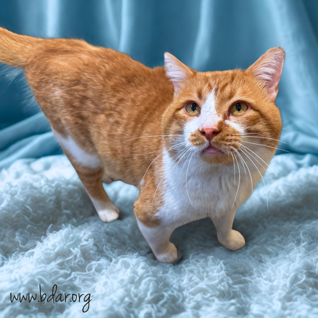 Sunny, an adoptable Domestic Short Hair in Cheyenne, WY, 82009 | Photo Image 2