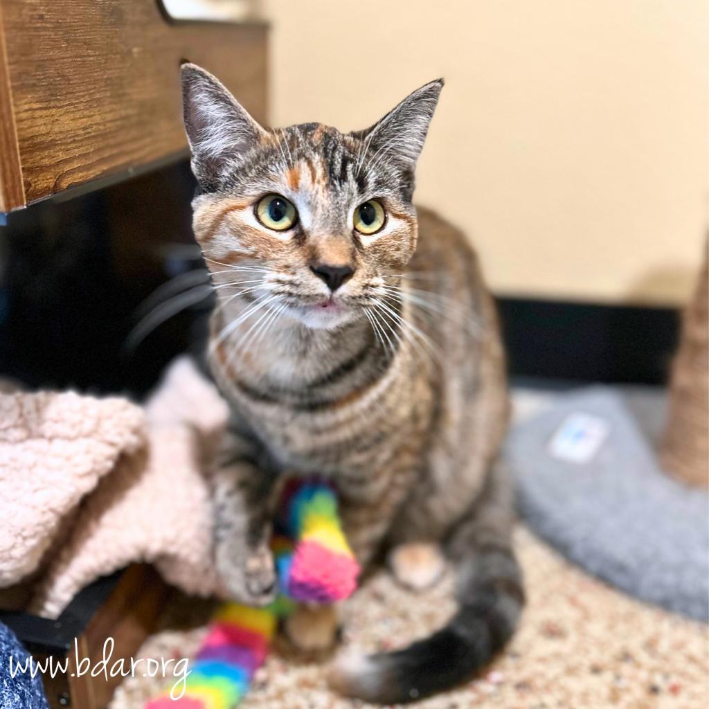 Toast, an adoptable Domestic Short Hair in Cheyenne, WY, 82009 | Photo Image 1