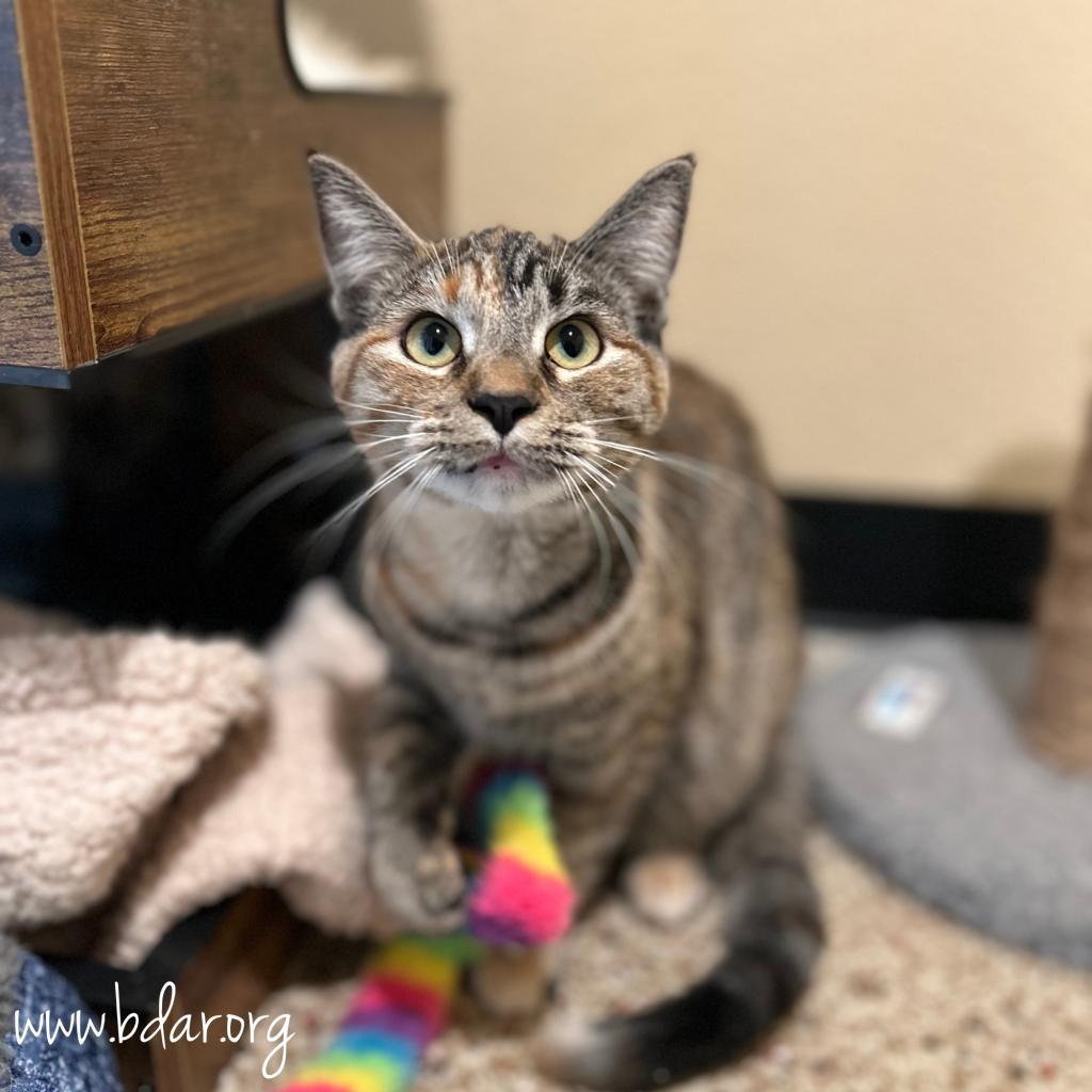 Toast, an adoptable Domestic Short Hair in Cheyenne, WY, 82009 | Photo Image 2