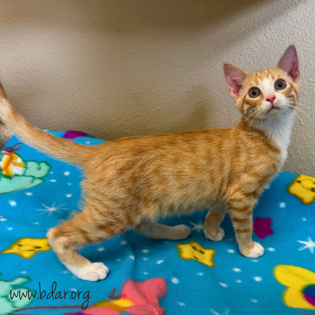 Benny, an adoptable Domestic Short Hair in Cheyenne, WY, 82009 | Photo Image 2