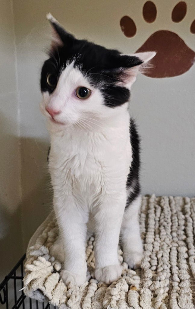 Mickey