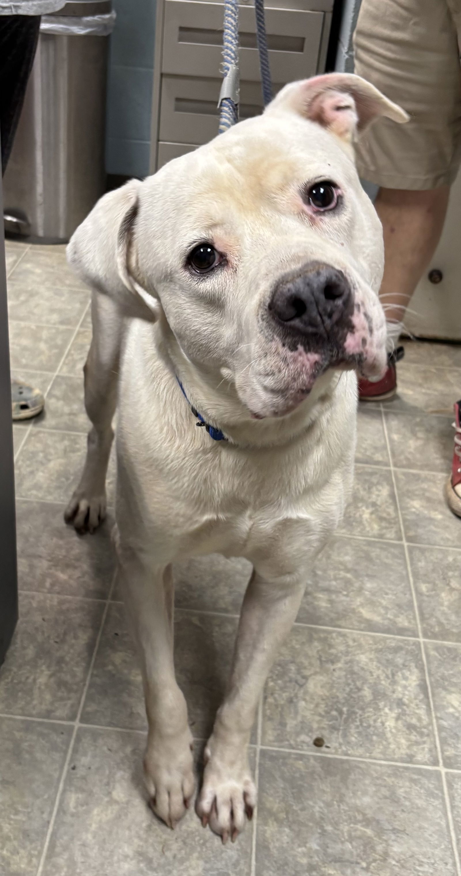 Blanco: At shelter