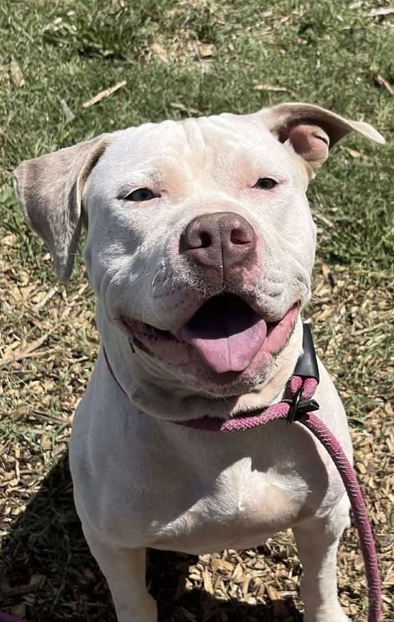 Jack: At shelter, available 9/2