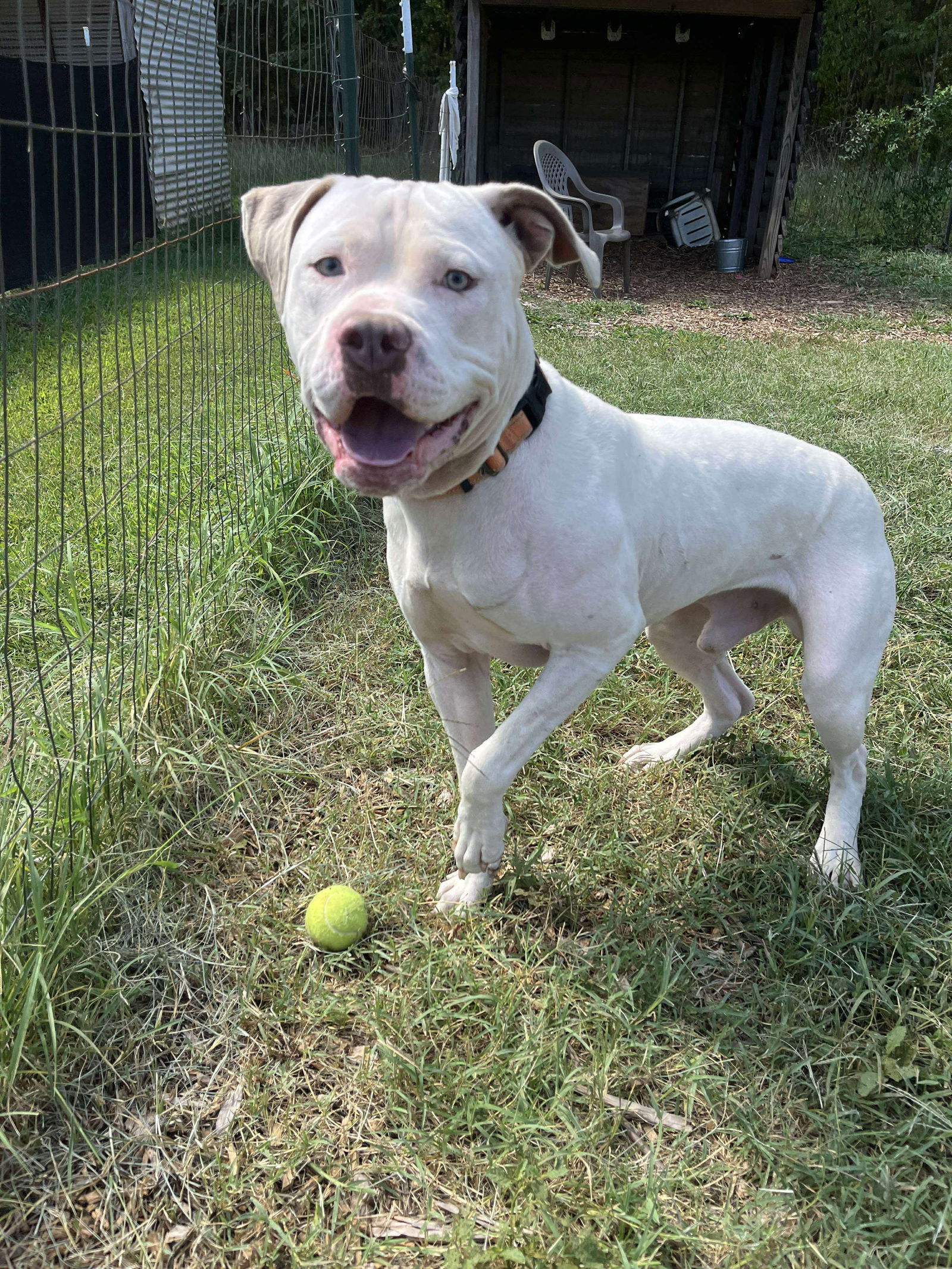 Jack: At shelter, available 9/2