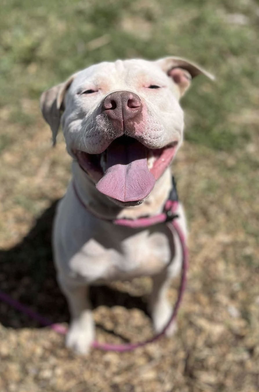Jack: At shelter, available 9/2