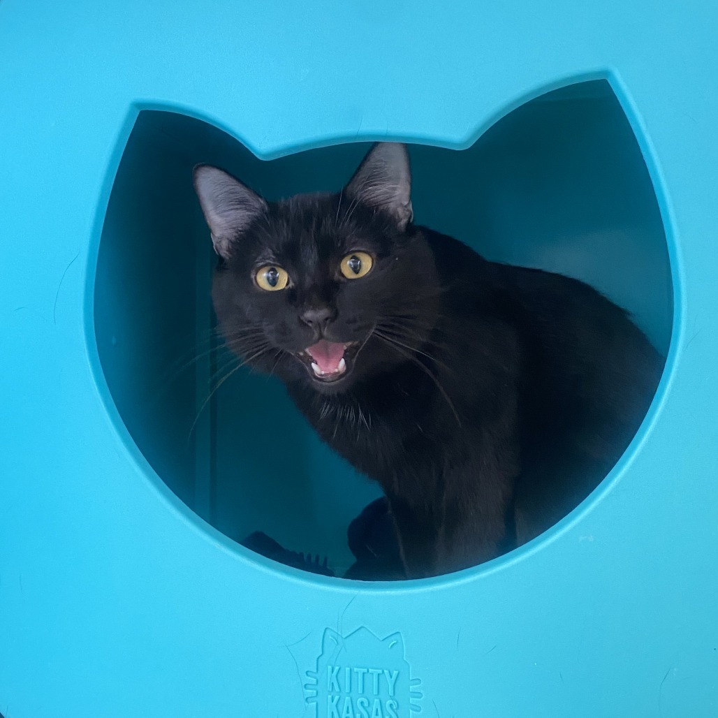 Jack Harkness, an adoptable Domestic Short Hair in Spokane, WA, 99202 | Photo Image 1