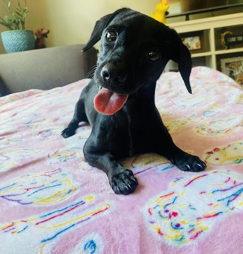 Cosmo