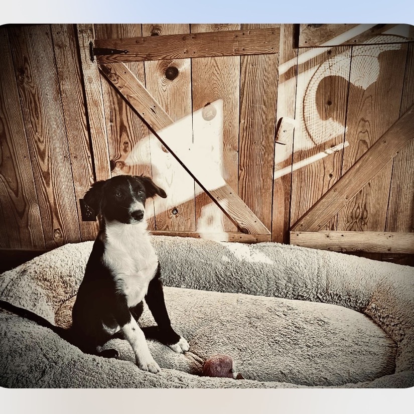Dolly