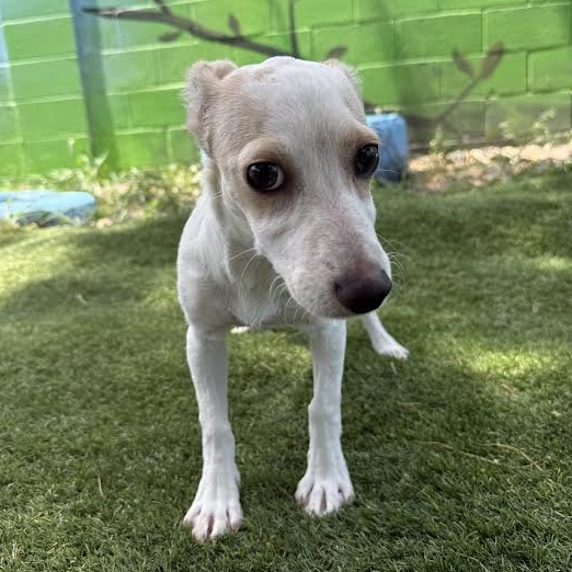 Marinela, an adoptable Chihuahua in Laredo, TX, 78041 | Photo Image 2