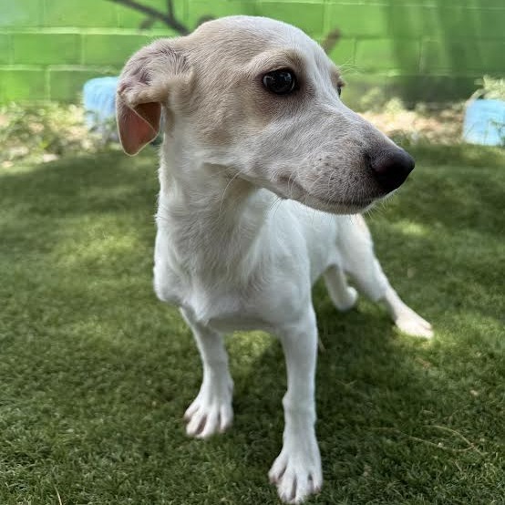 Marinela, an adoptable Chihuahua in Laredo, TX, 78041 | Photo Image 3
