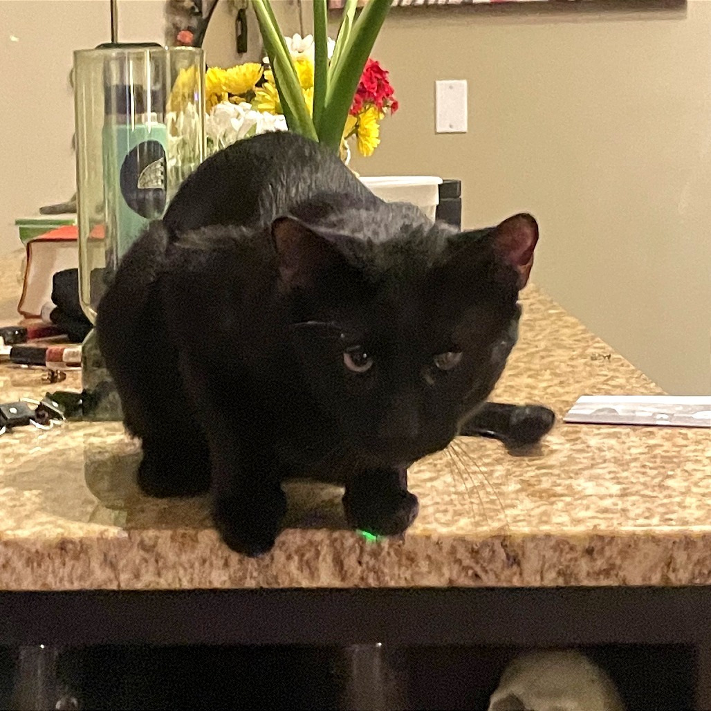Panther Nonsense