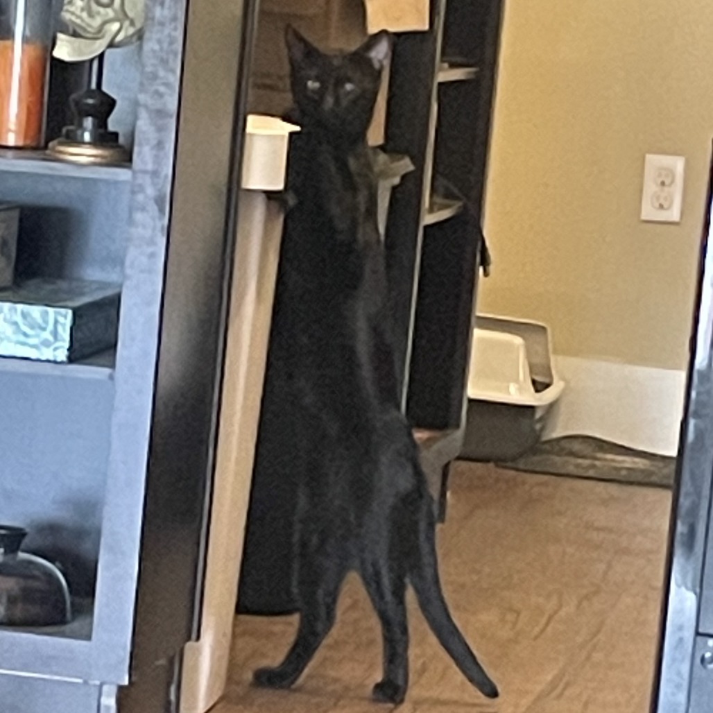 Panther Nonsense