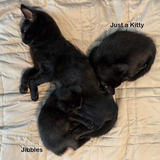 Jibbles 19