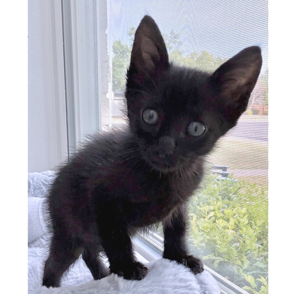 Just a Kitty 19