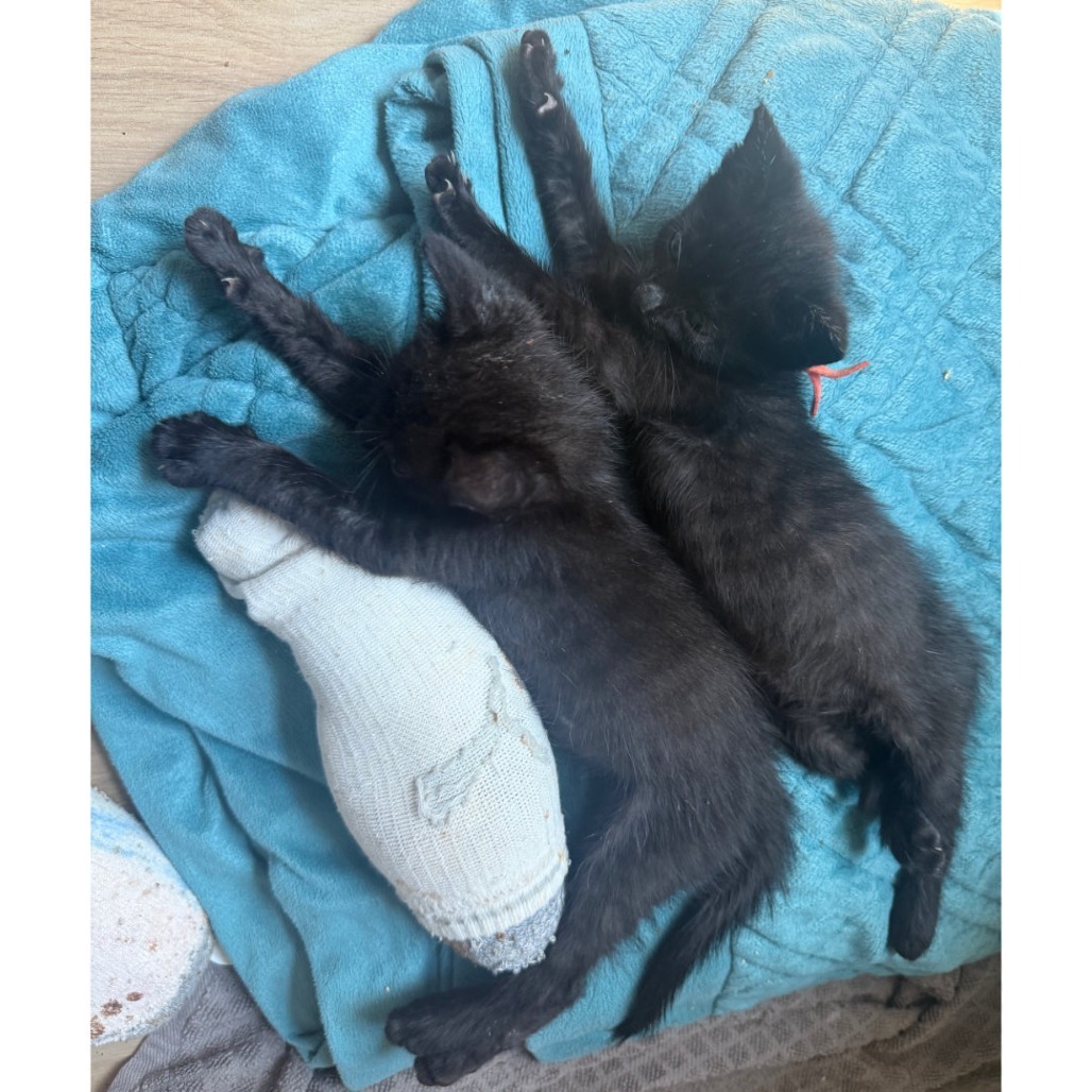Just a Kitty 19