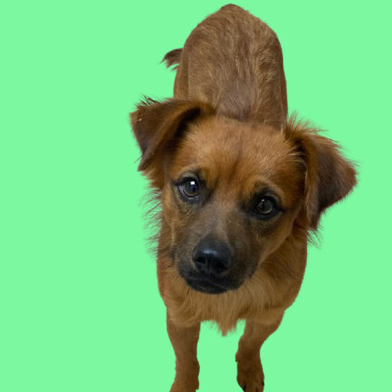 Rufus