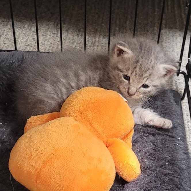 Tigger