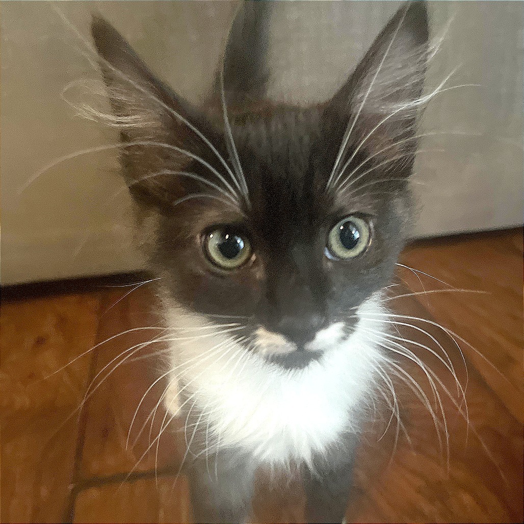 Echo
