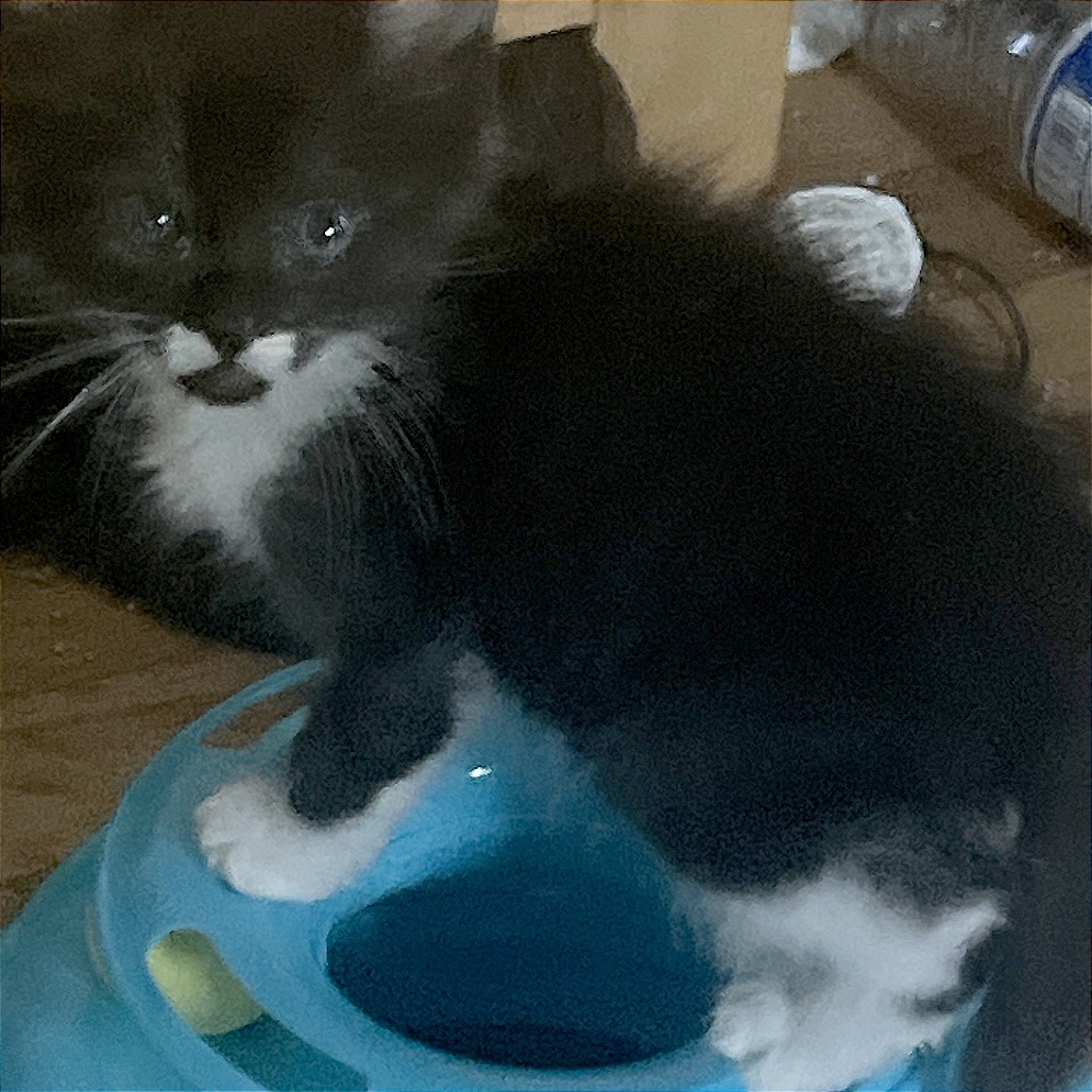 Echo