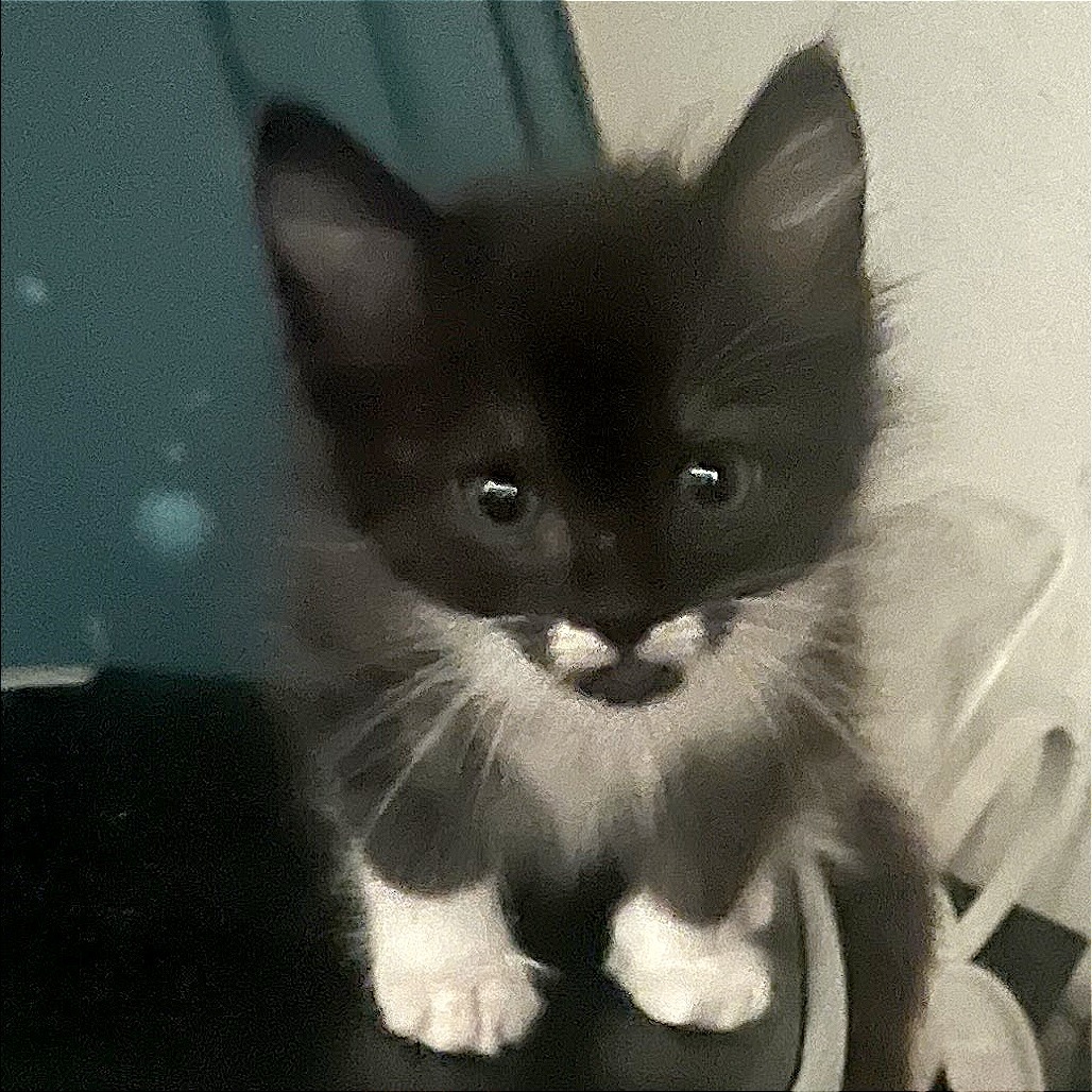Echo