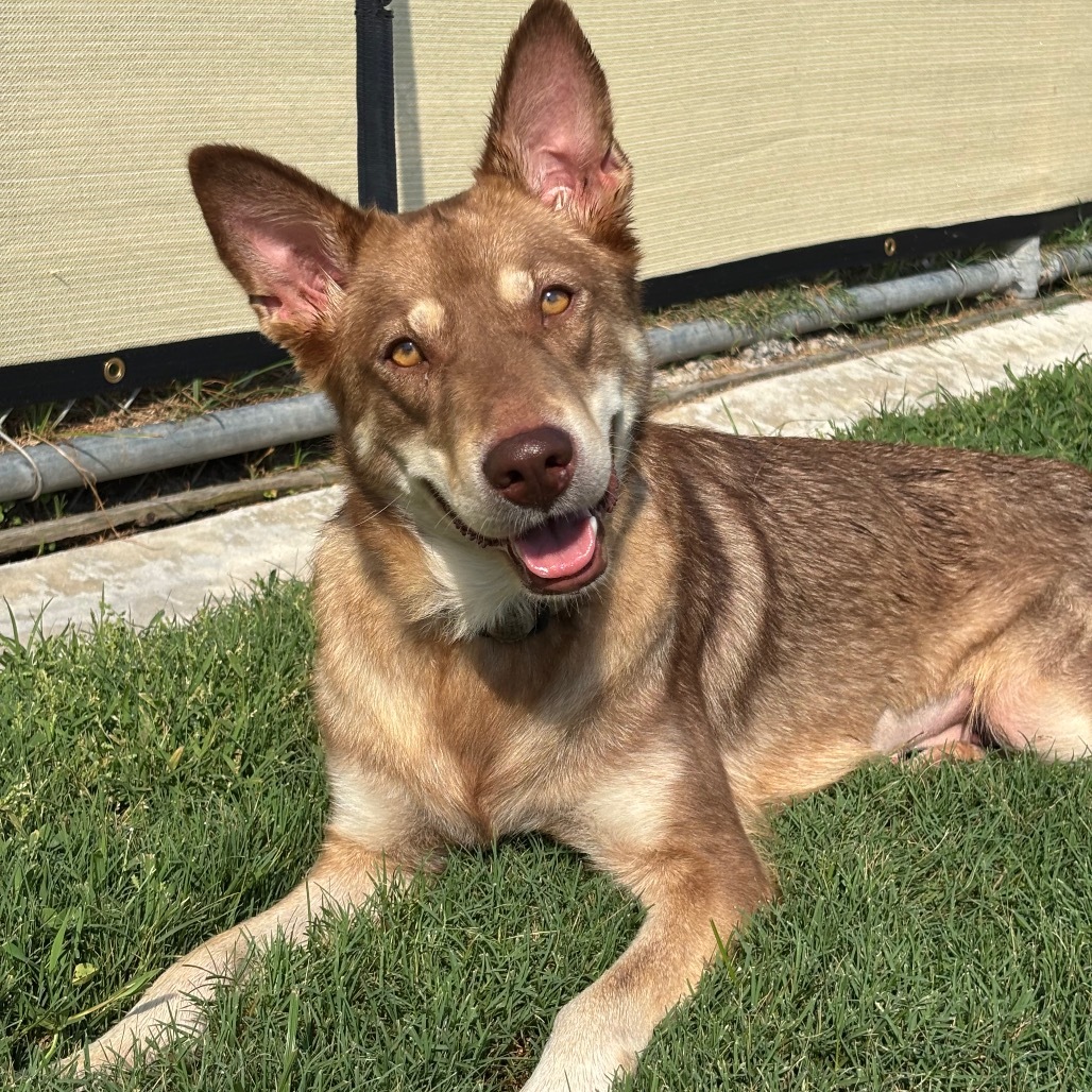 Butters