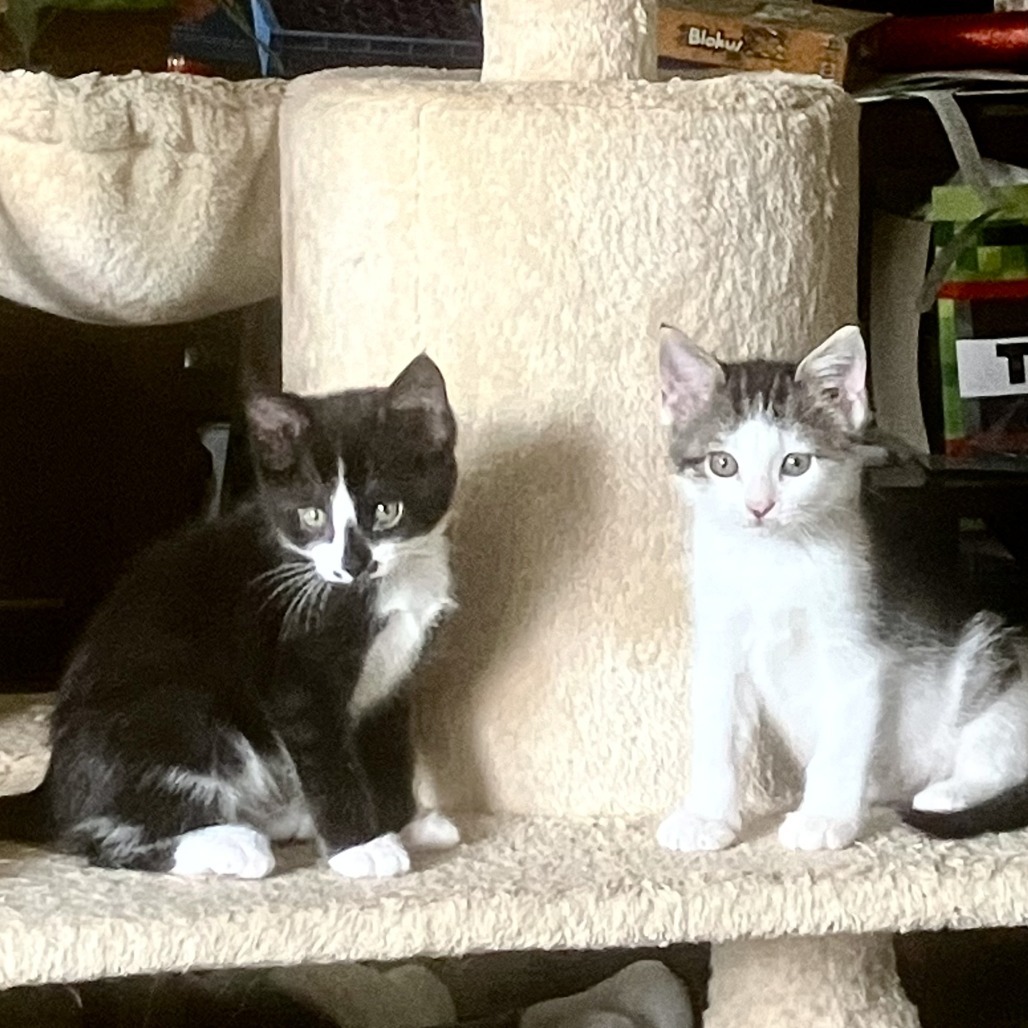 Whiskers-C