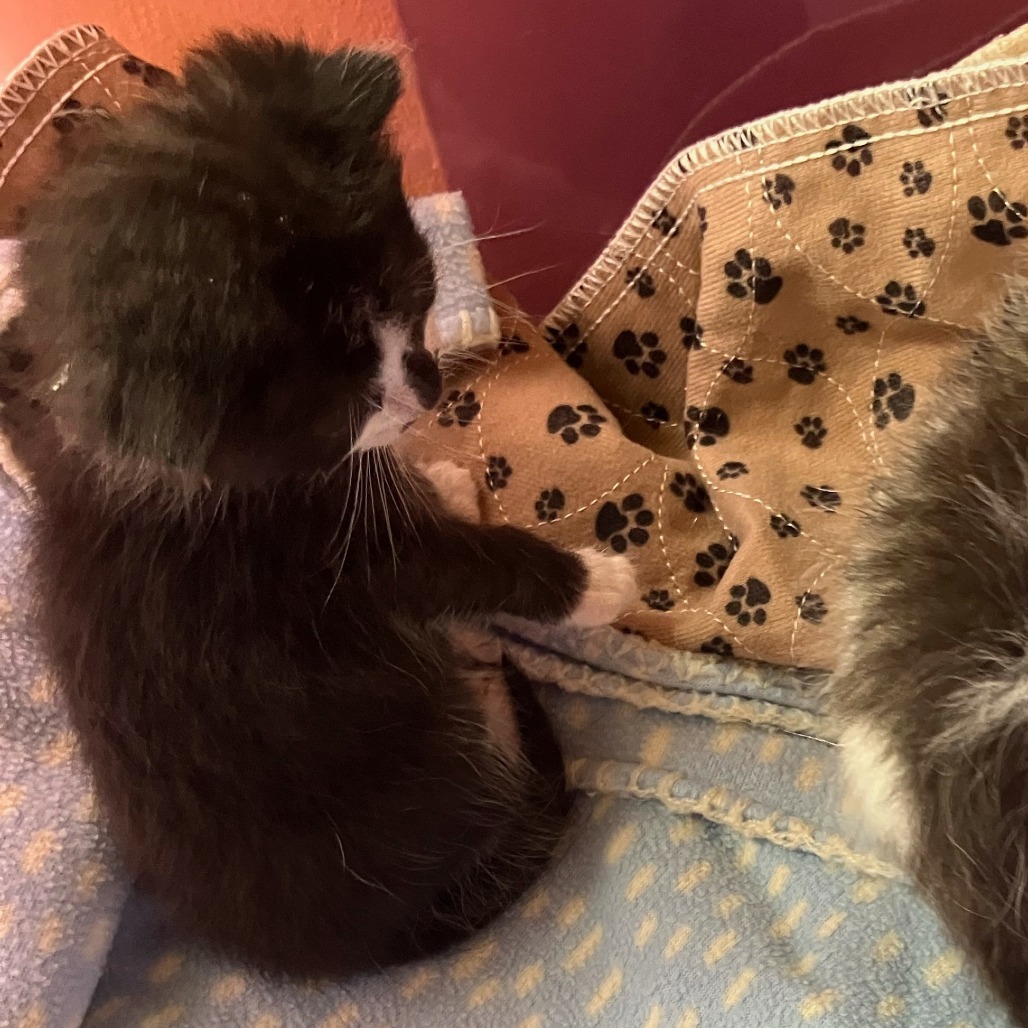 Paws-C