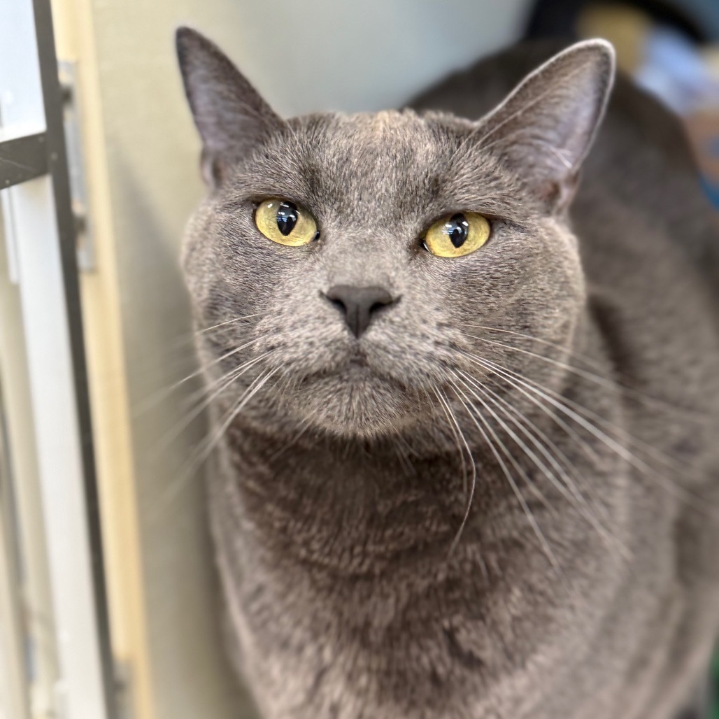 Cheeze (Critter Barn)