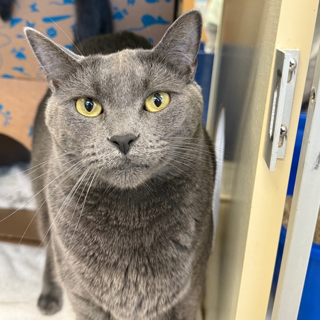 Cheeze (Critter Barn)