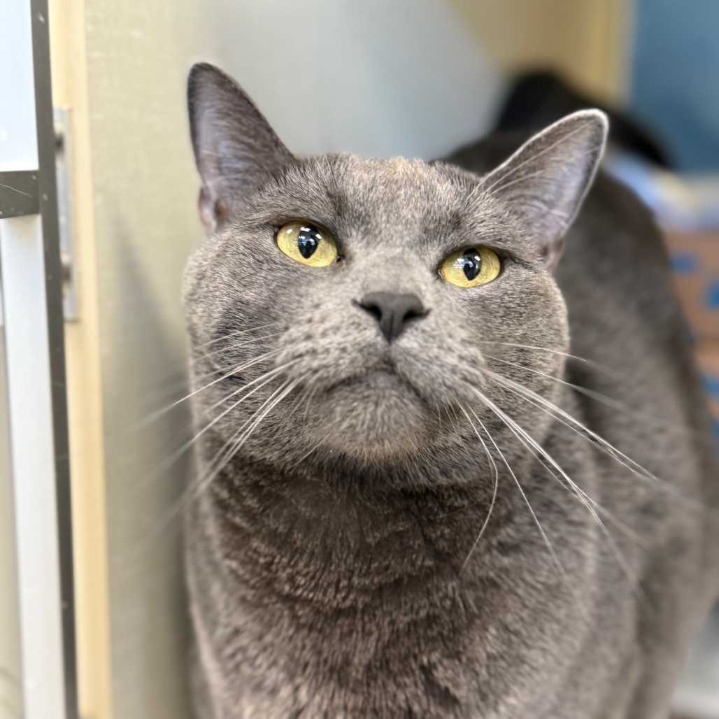 Cheeze (Critter Barn)