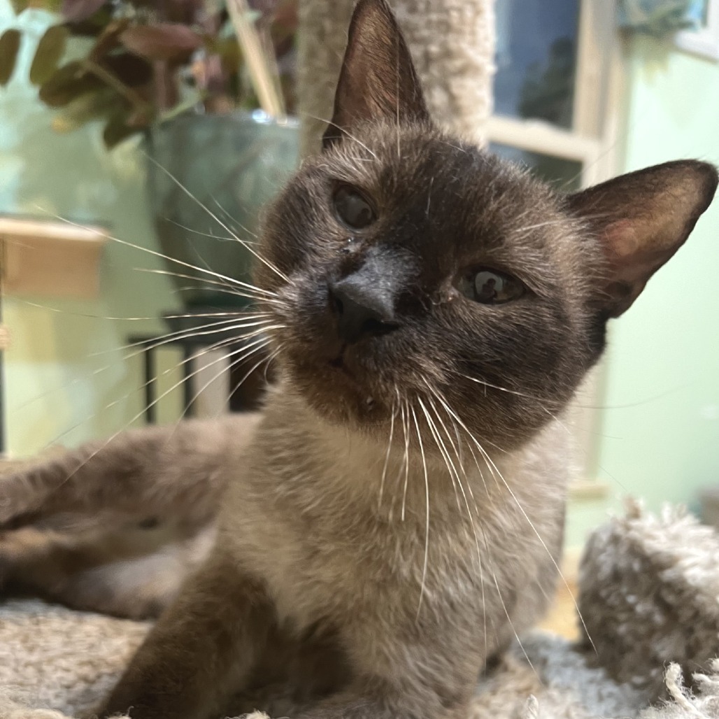 Jasmine -Eureka Petsence