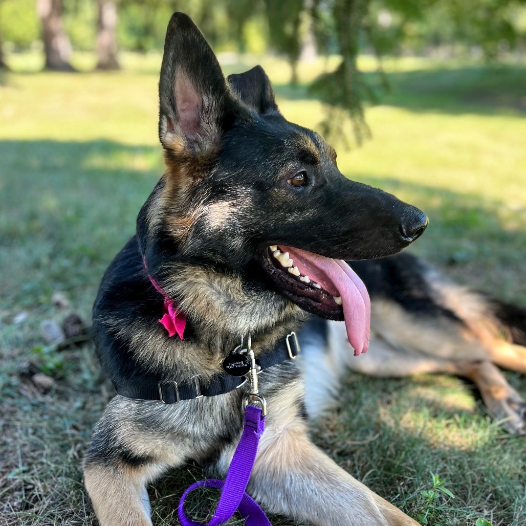 Ranger