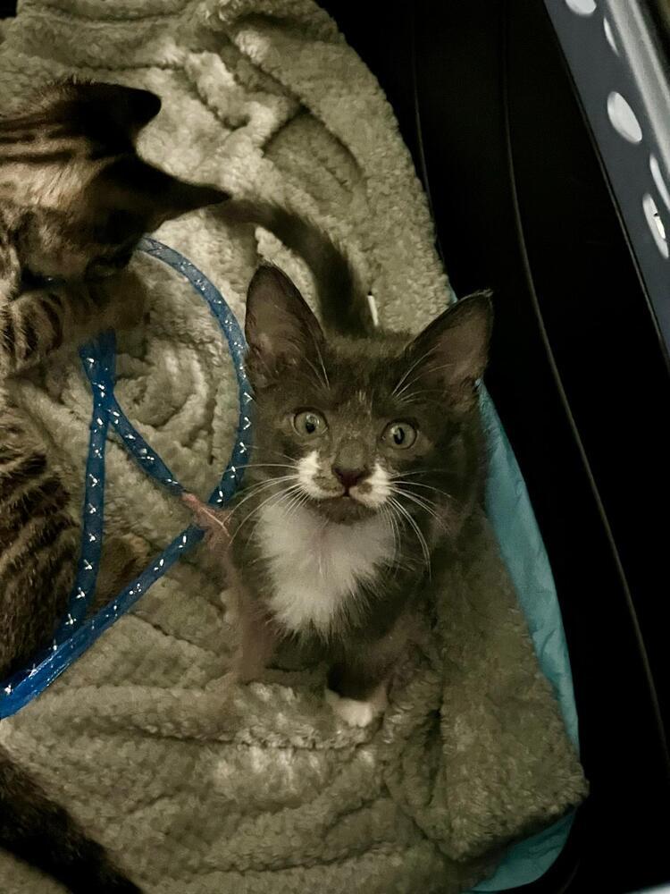 Berlioz