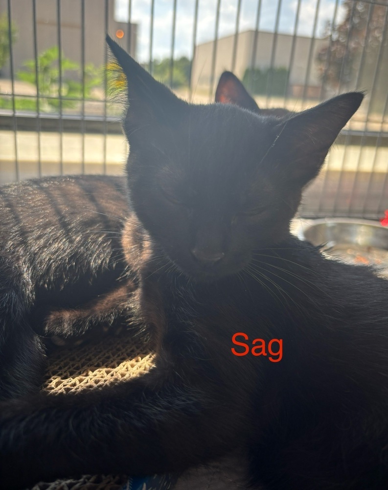 Sag