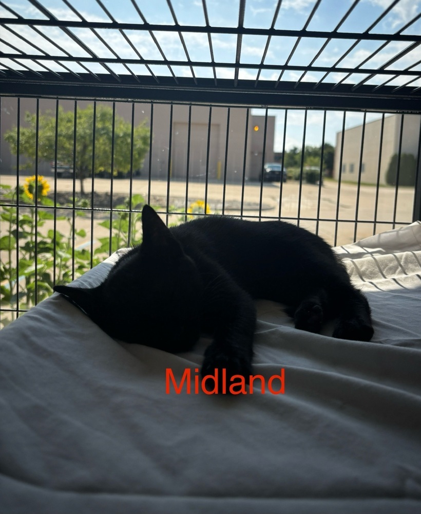 Midland
