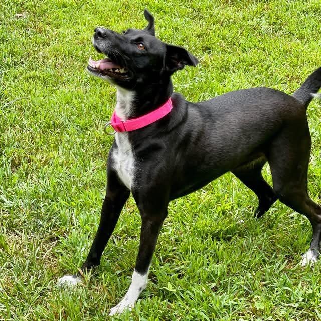 Pepper, an adoptable Saluki in Hopkinton, MA, 01748 | Photo Image 2