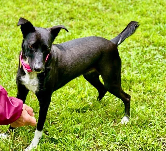 Pepper, an adoptable Saluki in Hopkinton, MA, 01748 | Photo Image 3