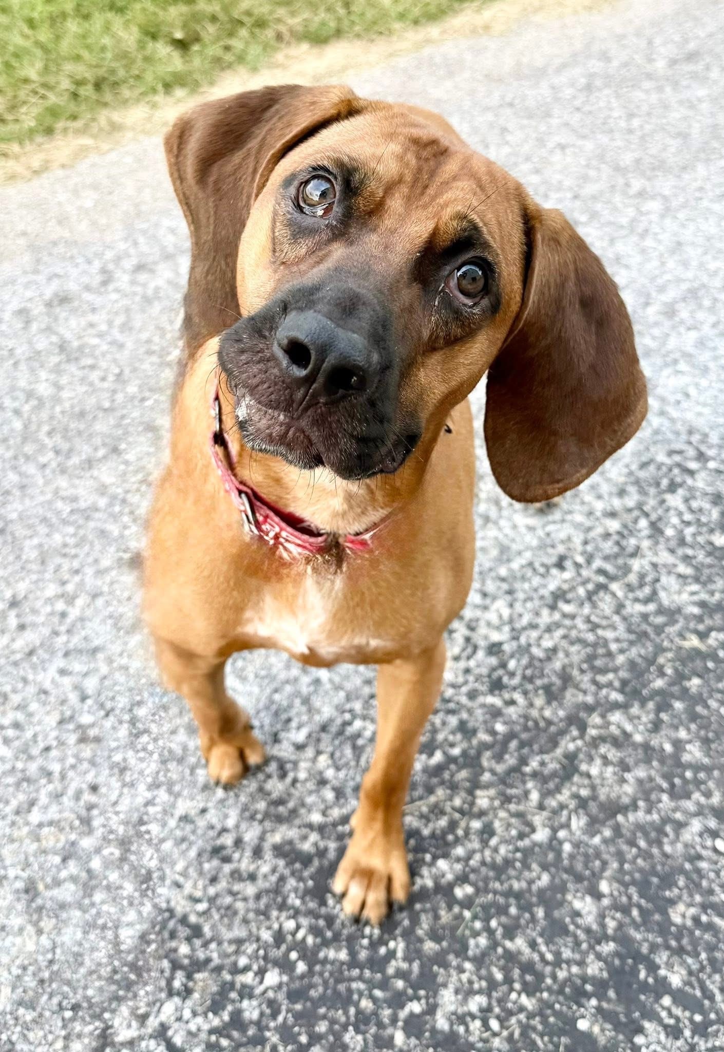 Zeke, an adoptable Bloodhound, Hound in Dillsburg, PA, 17019 | Photo Image 1