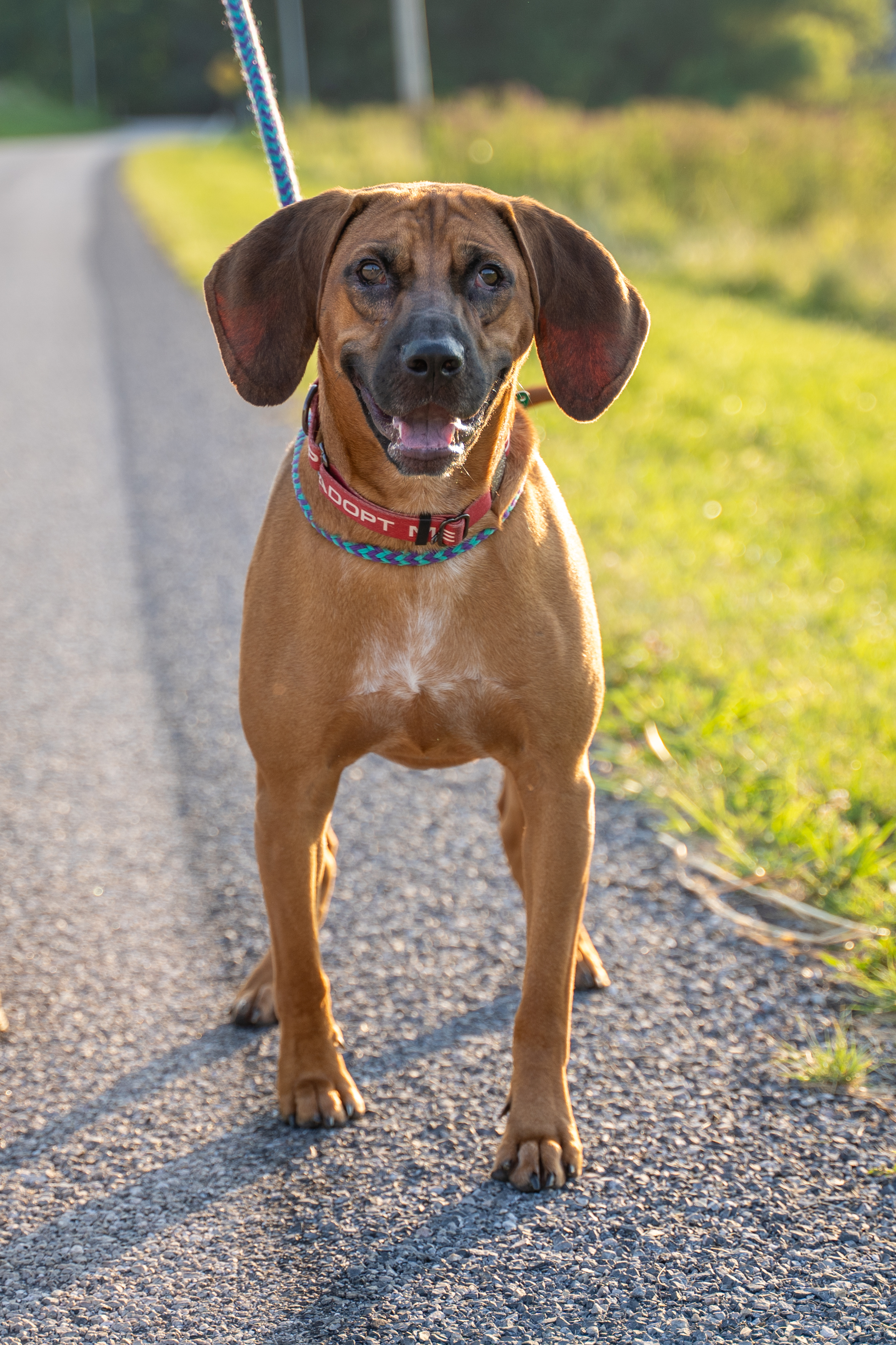 Zeke, an adoptable Bloodhound, Hound in Dillsburg, PA, 17019 | Photo Image 2