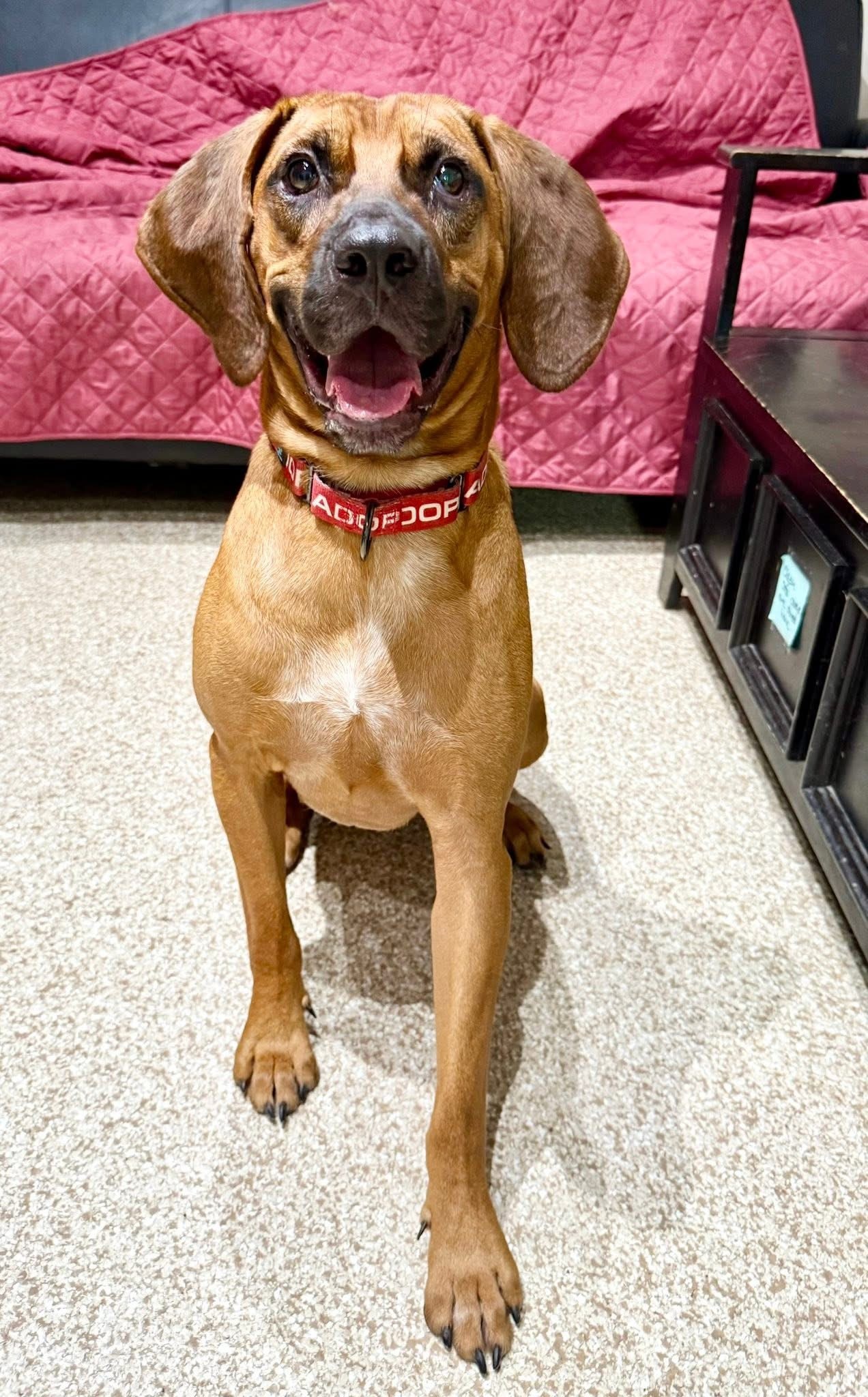 Zeke, an adoptable Bloodhound, Hound in Dillsburg, PA, 17019 | Photo Image 3