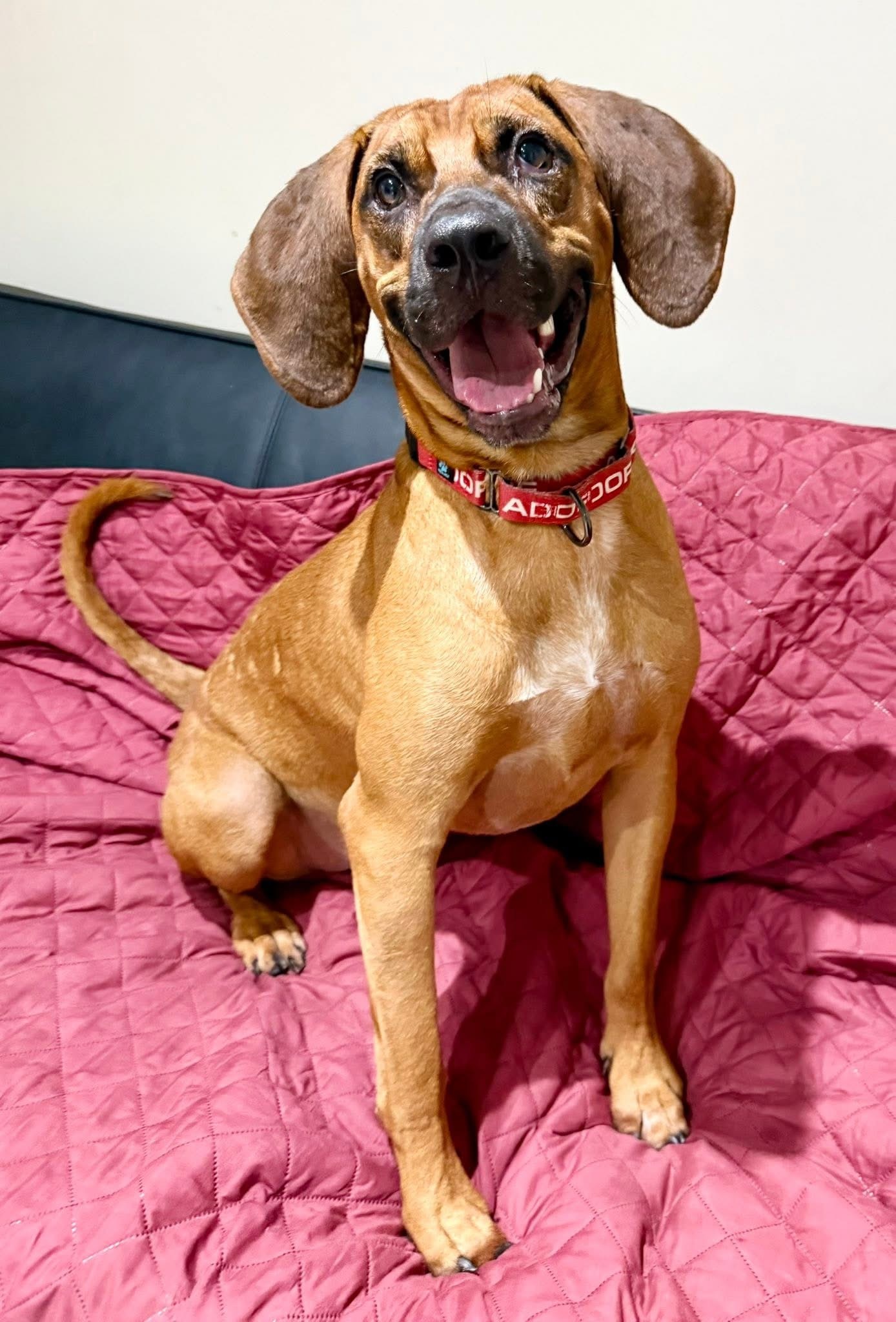 Zeke, an adoptable Bloodhound, Hound in Dillsburg, PA, 17019 | Photo Image 4