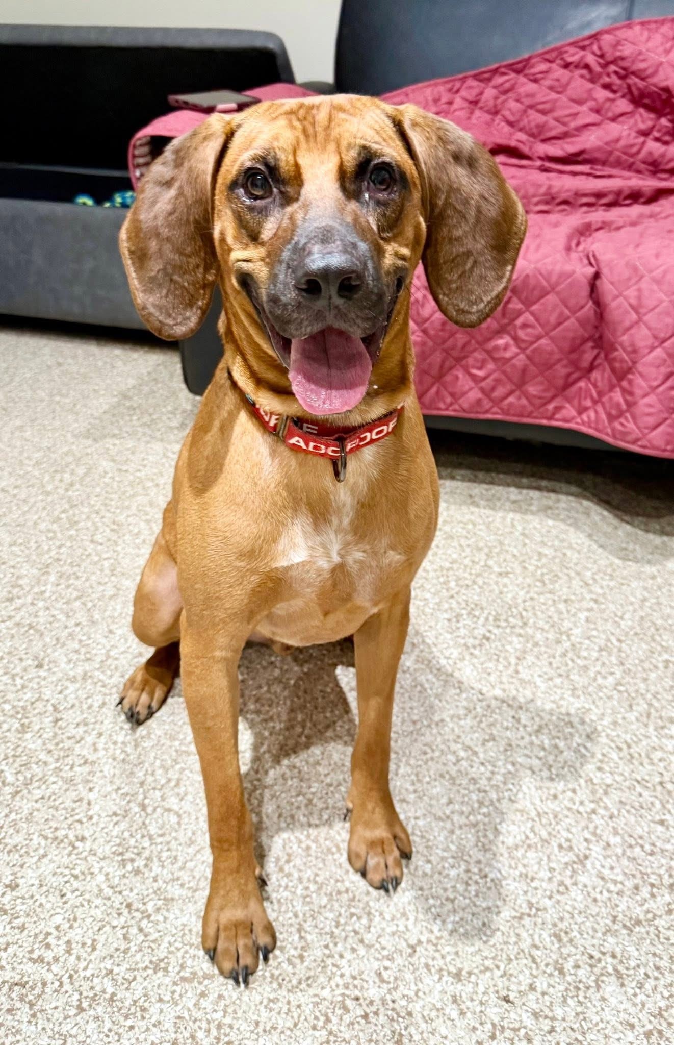 Zeke, an adoptable Bloodhound, Hound in Dillsburg, PA, 17019 | Photo Image 5
