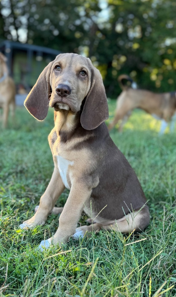 Small Fry, an adoptable Bloodhound in Waynesville, GA, 31566 | Photo Image 1