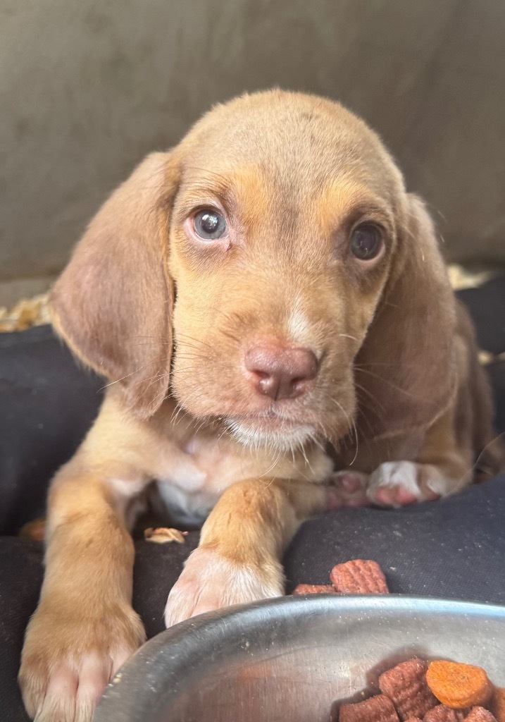 Small Fry, an adoptable Bloodhound in Waynesville, GA, 31566 | Photo Image 2