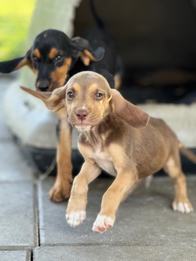Small Fry, an adoptable Bloodhound in Waynesville, GA, 31566 | Photo Image 3