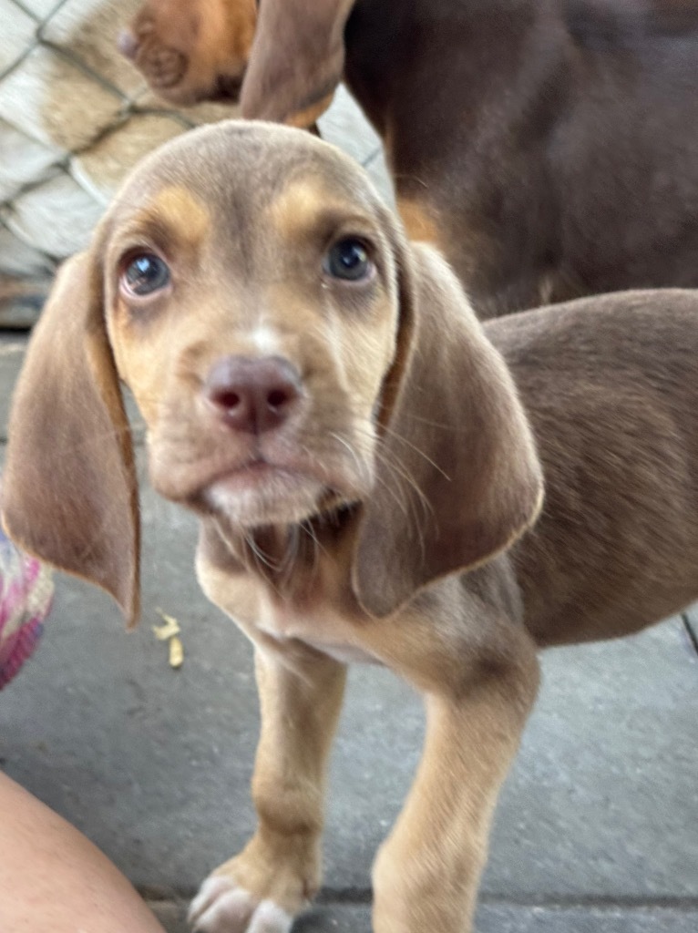 Small Fry, an adoptable Bloodhound in Waynesville, GA, 31566 | Photo Image 4