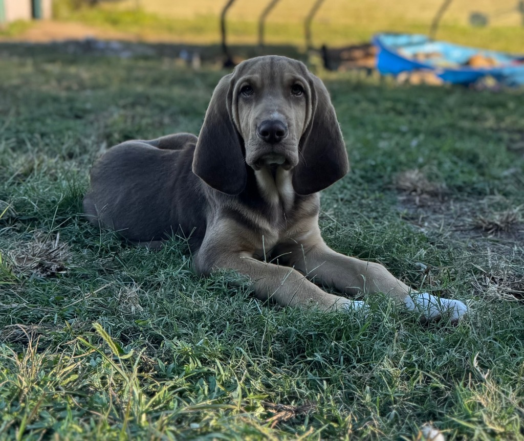 Small Fry, an adoptable Bloodhound in Waynesville, GA, 31566 | Photo Image 6