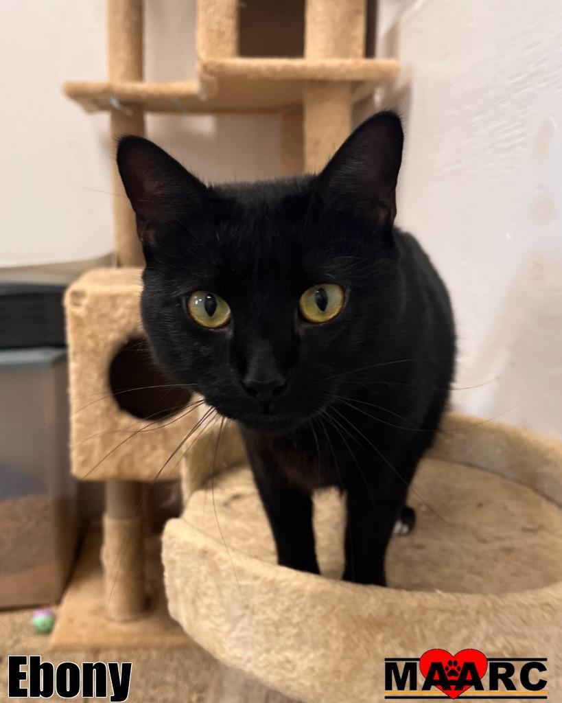Ebony