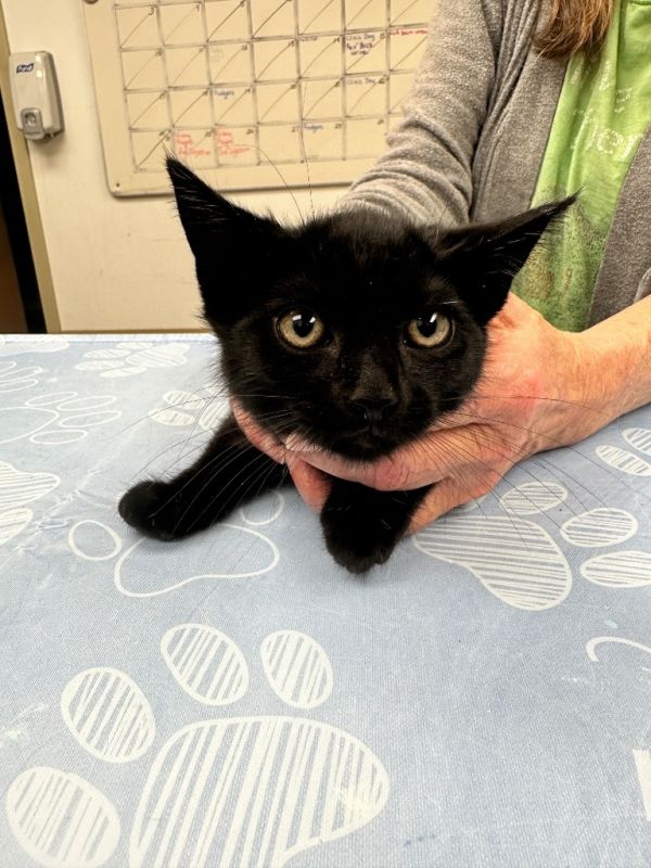 Lampurrghini thumbnail 2